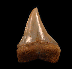 Great White shark transition tooth for sale | Buried Treasure Fossils