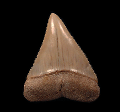 Gem Chilean Great White shark tooth for sale | Buried Treasure Fossils