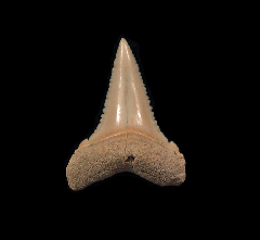 Carcharodon carcharias - Juvenile      