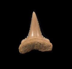 Carcharodon carcharias - Juvenile      