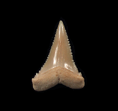 Carcharodon carcharias - Juvenile      