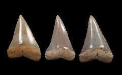 Rare Carcharodon hubbelli tooth transition set | Buried Treasure Fossils