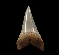 Chilean Big-tooth Mako shark tooth for sale | Buried Treasure Fossils