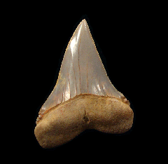 Chilean Big-tooth Mako shark tooth for sale | Buried Treasure Fossils