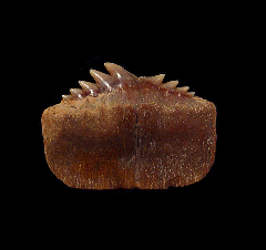 Chilean Hexanchus posterior tooth for sale | Buried Treasure Fossils