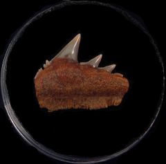 Large Chilean Hexanchus upper jaw tooth for sale | Buried Treasure Fossils