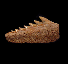 Chilean Cow shark lower jaw tooth for sale | Buried Treasure Fossils