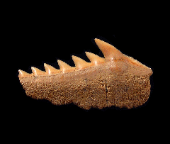 Chilean Hexanchus posterior tooth for sale | Buried Treasure Fossils