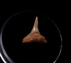 Rare Megachasma tooth for sale | Buried Treasure Fossils