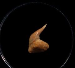 Rare Megachasma tooth for sale | Buried Treasure Fossils