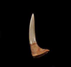 Saw shark rostal tooth from Chile | Buried Treasure Fossils