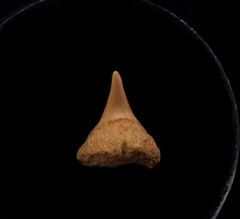 Rare Megachasma tooth for sale | Buried Treasure Fossils