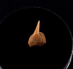 Rare Megachasma tooth for sale | Buried Treasure Fossils