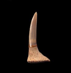 Pristiophorous tooth for sale | Buried Treasure Fossils