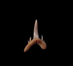 Chilean Odontaspis shark tooth for sale | Buried Treasure Fossils