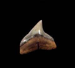 Bull shark tooth from Chile | Buried Treasure Fossils