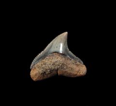 Bull shark tooth from Chile for sale | Buried Treasure Fossils