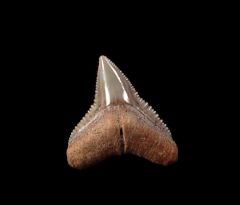 Real Chilean Bull shark tooth for sale | Buried Treasure Fossils