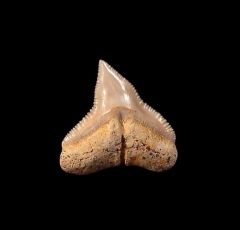 Chilean Bull shark tooth for sale | Buried Treasure Fossils