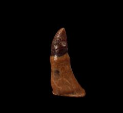 Miocene Dolphin tooth for sale | Buried Treasure Fossils 