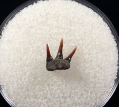 Hornby Frill shark tooth for sale | Buried Treasure Fossils