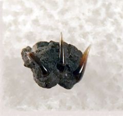 Rare Hornby Island Frill shark tooth for sale | Buried Treasure Fossils