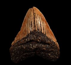 Austrian Megalodon tooth | Buried Treasure Fossils