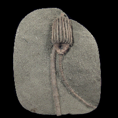 Crinoid Stem Plate | Buried Treasure Fossils