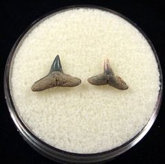 Rare Sumatran Carcharhinus limbatus shark teeth for sale | Buried Treasure Fossils. Tooth on left.