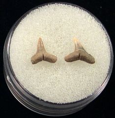 Real Blacktip shark teeth for sale | Buried Treasure Fossils. Tooth on left.