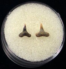 Rare Blacktip shark tooth for sale | Buried Treasure Fossils. Tooth on left.