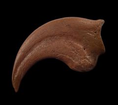 Anzu wyliei hand claw for sale | Buried Treasure Fossils