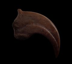 Anzu wyliei hand claw for sale | Buried Treasure Fossils