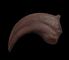 Anzu wyliei hand claw for sale | Buried Treasure Fossils