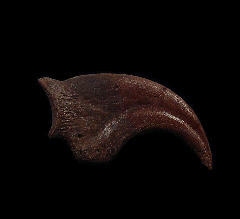 Anzu claw for sale |Buried Treasure Fossils