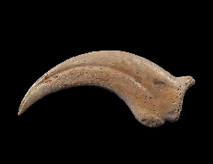 Anzu claw for sale |Buried Treasure Fossils