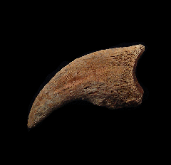 Anzu wyliei toe claw for sale | Buried Treasure Fossils 