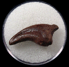 Hell Creek Oviraptor claw for sale |Buried Treasure Fossils 