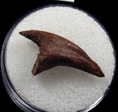 Anzu oviraptor claw for sale |Buried Treasure Fossils