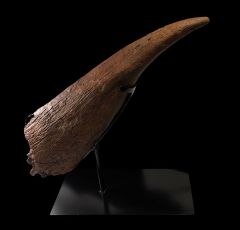 Triceratops horn for sale | Buried Treasure Fossils