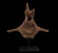 Large Triceratops vertebra for sale | Buried Treasure Fossils