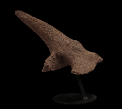 Triceratops horn | Buried Treasure Fossils