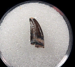 Judith River Fm Saurornitholestes tooth | Buried Treasure Fossils