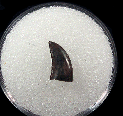 Rare Saurornitholestes tooth for sale | Buried Treasure Fossils