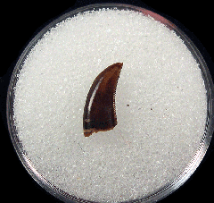 Judith River Fm raptor tooth | Buried Treasure Fossils