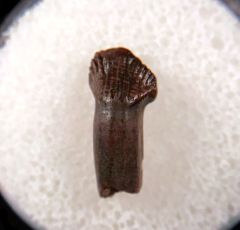 Rooted Thescelosaurus tooth for sale | Buried Treasure Fossils