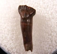 Rooted Thesc tooth for sale | Buried Treasure Fossils