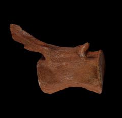 Thescelosaurus caudal vertebra | Buried Treasure Fossils