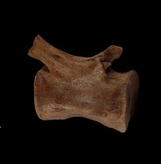 Thescelosaurus caudal vertebra for sale | Buried Treasure Fossils