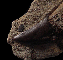 Torvosaurus tanneri tooth | Buried Treasure Fossils